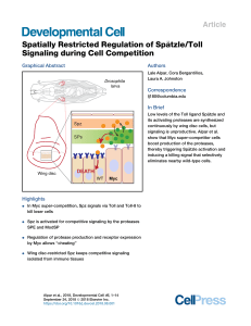 Alpar et al 2018 Spatially restricted regulation of Spaetzle/Toll signaling during cell competition