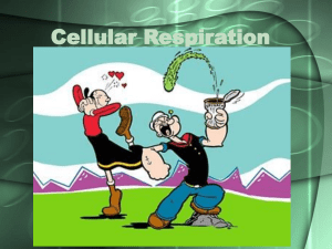 Cellular Respiration (2)