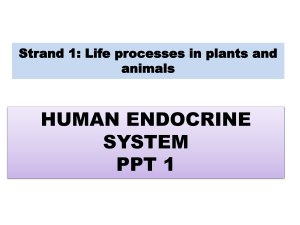 G12 Endocrine System
