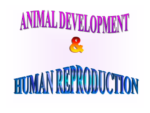 Reproduction and Development (1)