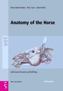 Anatomy Of The Horse O