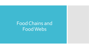 Food Chains and Food Webs - extension