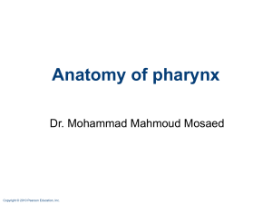 Lecture 2 ( pharynx and larynx ) (2)