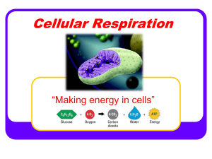 notes cell  respiration