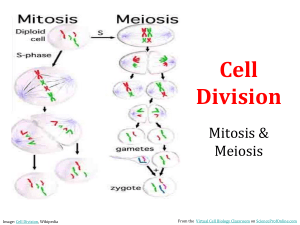 mitosis and meiosis 02152018 (1)
