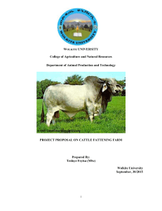 Cattle fattening project