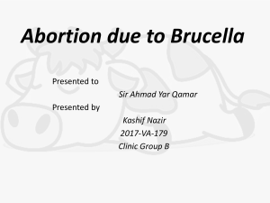 Abortion due to Brucella 
