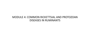 Protozoan  Rickettsial Diseases (2)