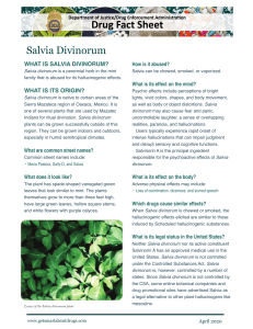 Salvia Divinorum Drug Fact Sheet - Hallucinogen Research