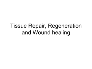 TISSUE REPAR REGENERATION  WOUND HEALING
