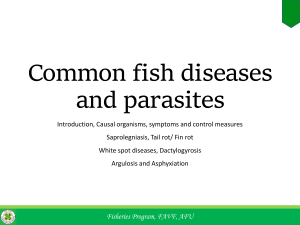  Fish Diseases