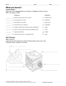 What are leaves worksheet