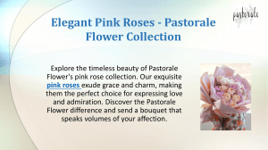 Elegant Pink Roses - Pastorale Flower Collection