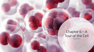 chapter6 - A Tour of the Cell ppt