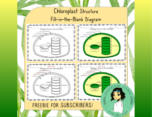 ChloroplastStructureFillintheBlankDiagram-1
