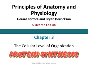 Chapter 3- Protein Synthesis