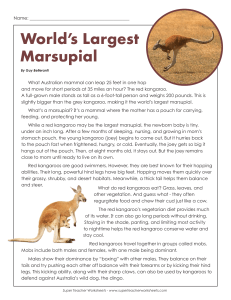 6th-red-kangaroo KANGA