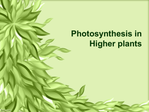 CH 13 PHOTOSYNTHESIS IN HIGHER PLANTS