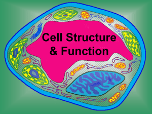 NOTES Cell Structure and Function