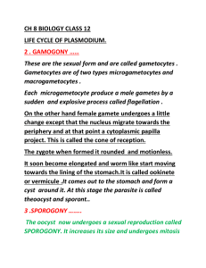 ch 8 BIOLOGY CLASS 12 life cycle of plasmodium  2