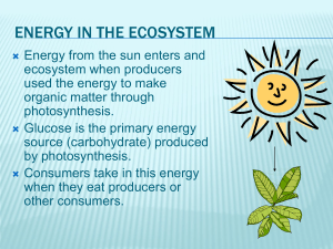 Energy and Interactions in the Ecosystem