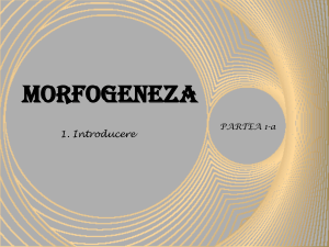 2 Morfogeneza
