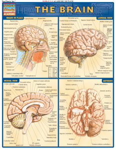 Brain by Inc. BarCharts (Perez V.) (Z-Library)