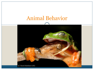 Animal Behavior Ppt