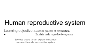 Human reproductive system grade wk 2 term-3