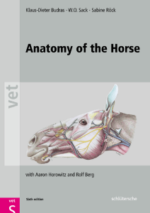 Anatomy of the Horse 6th Ed