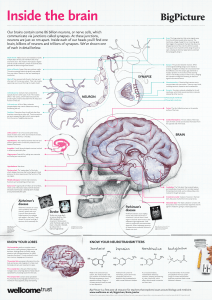 Big Picture Inside the Brain poster (1)