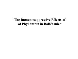 in vivo immunomodulatory action of Phyllanthu sp