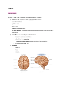 Central Nervous System Summary Notes