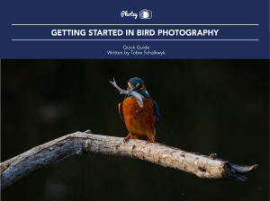 Bird Photography tips