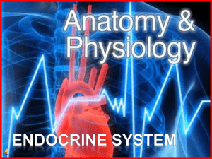 177-Anatomy-Endocrine-System