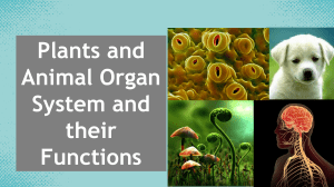 Q1C1L1 Animal and Plant Organ Systems and their Functions (2)