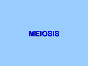 meiosis ppt.2014