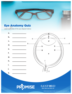 rods-and-cones hs eye-anatomy-handout