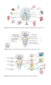 Cranial nerve pathways  Video, Anatomy & Definition   Osmosis