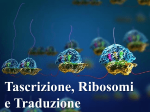 i ribosomi e la sintesi proteica