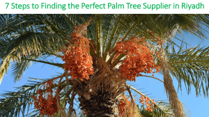 7 Steps to Finding the Perfect Palm Tree Supplier in Riyadh