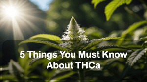 5 Things You Must Know About THCa