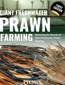 FRESHWATER PRAWN TUTORIAL FOR BEGGINERS