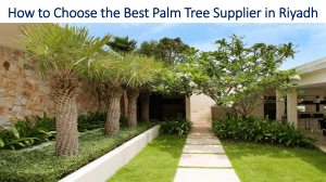 How to Choose the Best Palm Tree Supplier in Riyadh