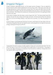 Polar Animal Adaptations Reading Comprehension