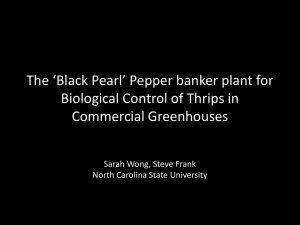 The Black Pearl Pepper Banker Plant for Biological Control of Thrips