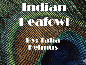 Indian Peafowl talia helmus