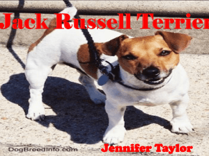 Jack Russell Terriers Jennifer Taylor