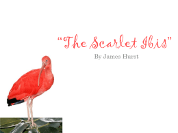 Process Essay Thesis Statement How Was Doodle Like The Scarlet Ibis Good English Essays Examples also Yellow Wallpaper Essays The Scarlet Ibis Essay With Thesis Statement