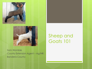 Sheep and Goats 101